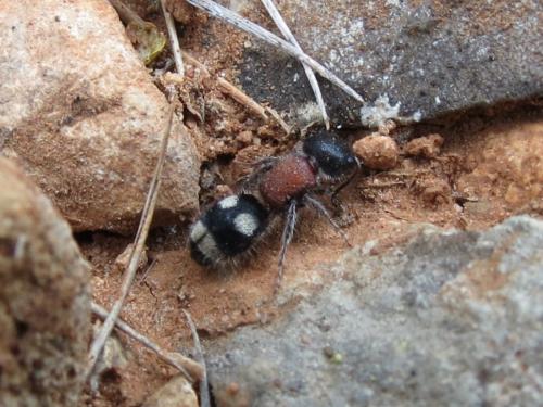 Blakeius bipunctatus